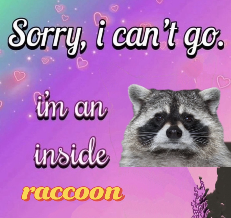 a Sorry, i can't go. i'm an inside raccoon