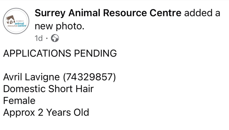 animal resource centre Surrey Animal Resource Centre added a new photo. 1d. APPLICATIONS PENDING Avril Lavigne (74329857) Domestic Short Hair Female Approx 2 Years Old