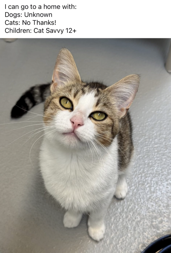 I can go to a home with: Dogs: Unknown Cats: No Thanks! Children: Cat Savvy 12+