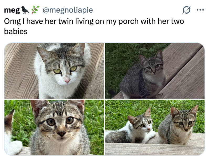 meg @megnoliapie Omg I have her twin living on my porch with her two babies 0 ...