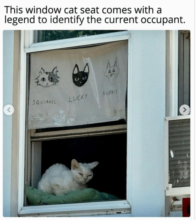 This window cat seat comes with a legend to identify the current occupant. AA SQUIRREL LUCKY HUBRIS <
