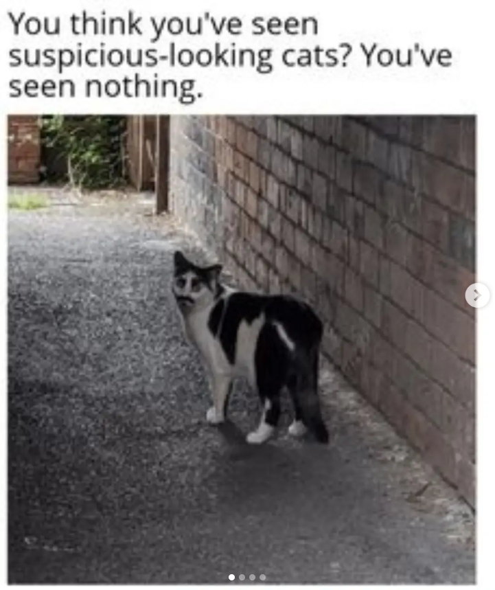 You think you've seen suspicious-looking cats? You've seen nothing.