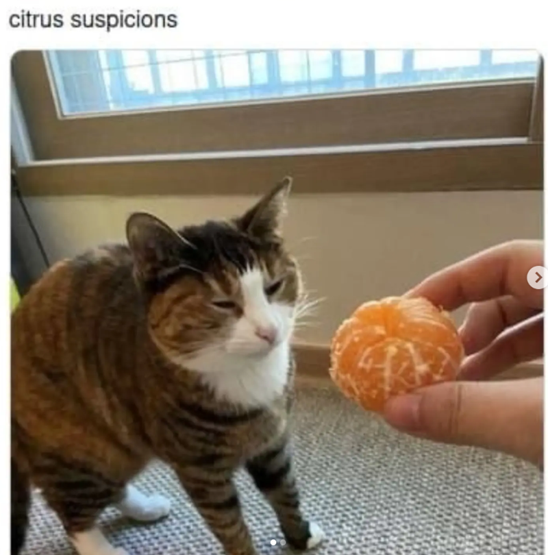 citrus suspicions