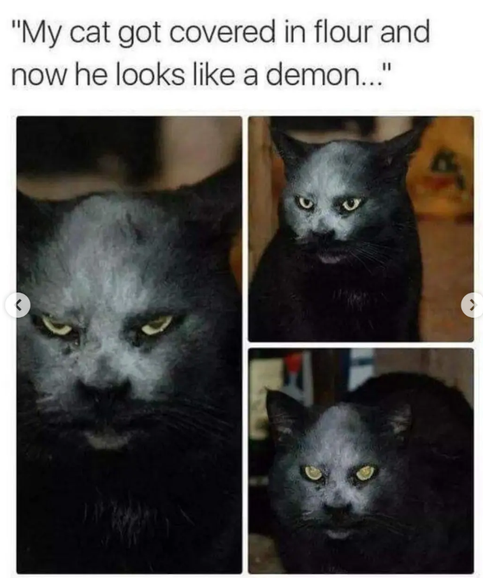 "My cat got covered in flour and now he looks like a demon..." FL