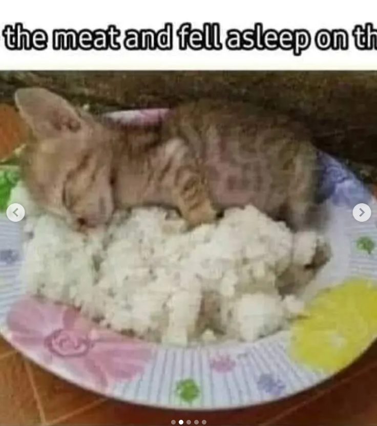the meat and fell asleep on th < >