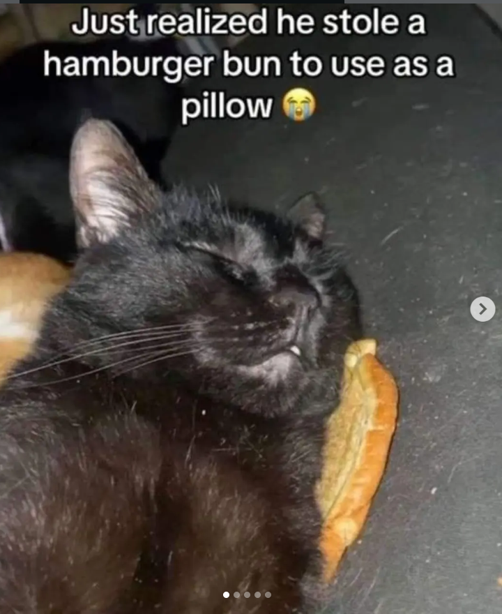 Just realized he stole a hamburger bun to use as a pillow