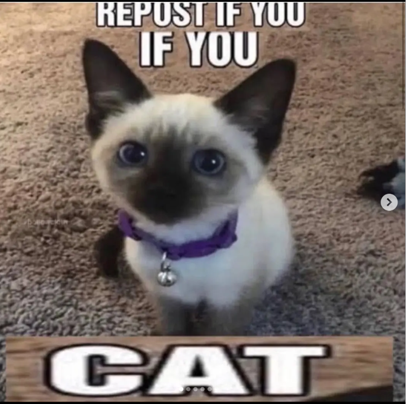 REPOST IF YOU IF YOU CAT
