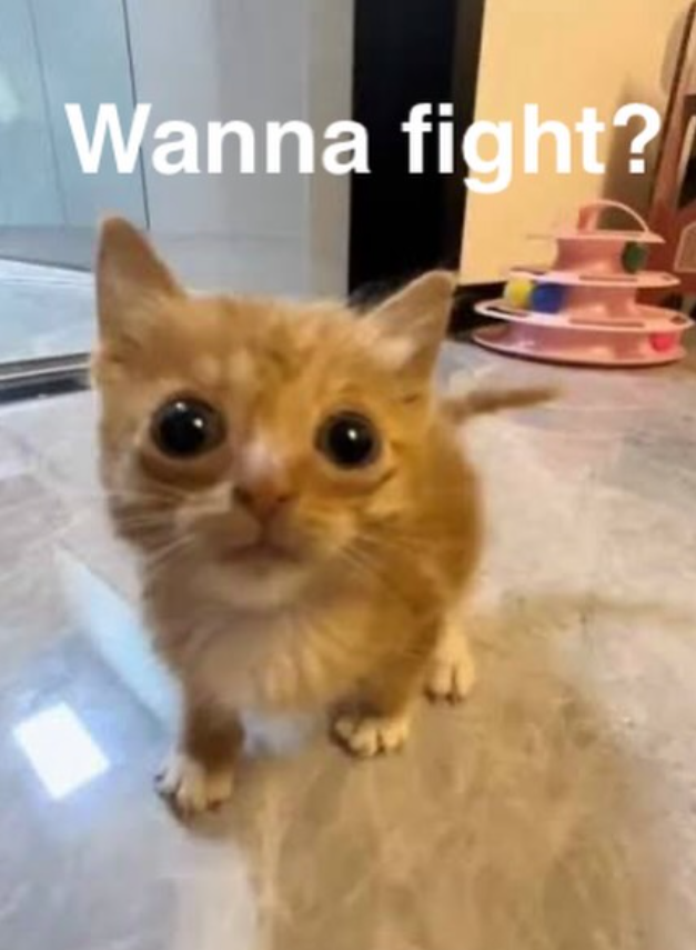 Wanna fight?