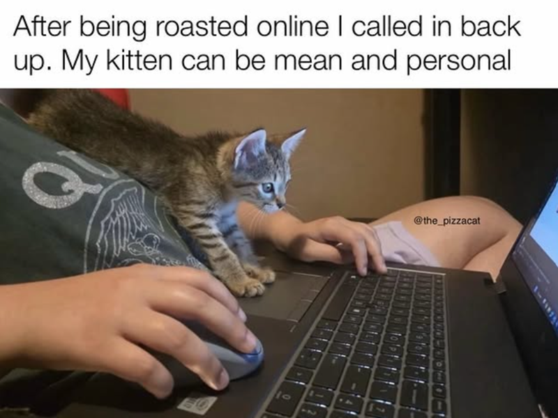 After being roasted online I called in back up. My kitten can be mean and personal 10 @the_pizzacat