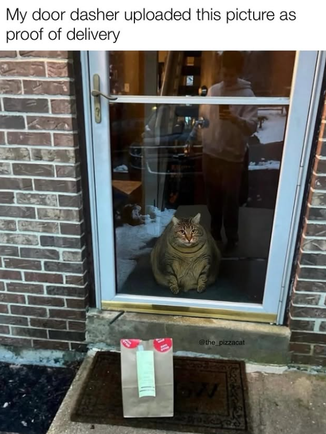 My door dasher uploaded this picture as proof of delivery @the_pizzacat