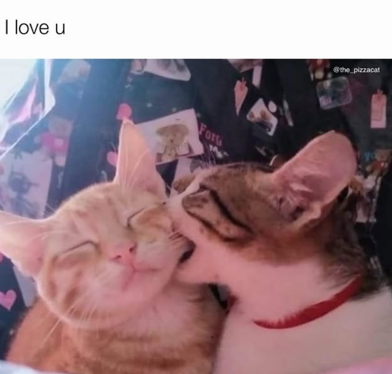 I love u Fors @the_pizzacat