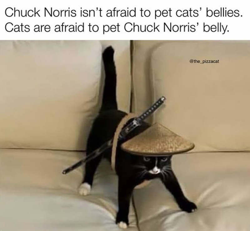 Chuck Norris isn't afraid to pet cats' bellies. Cats are afraid to pet Chuck Norris' belly. @the_pizzacat