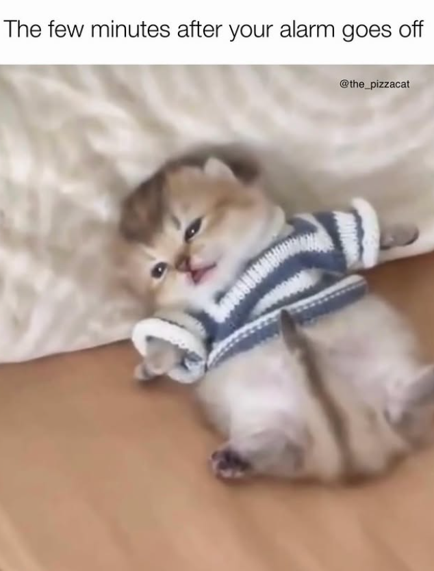 The few minutes after your alarm goes off @the_pizzacat