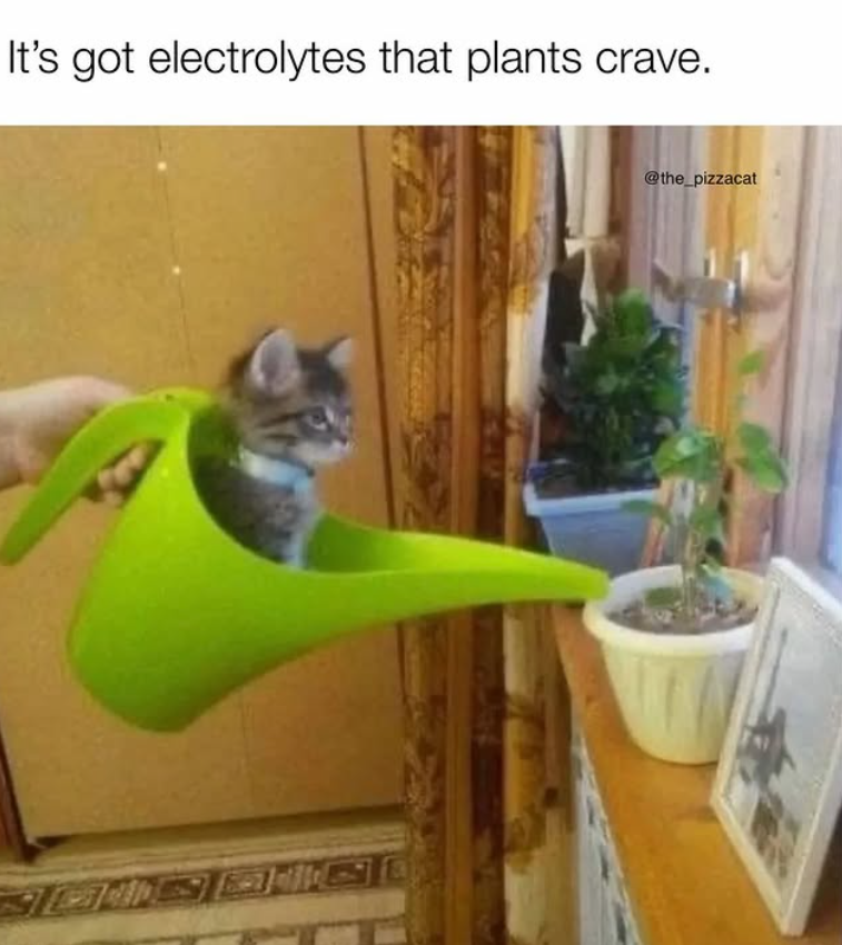 It's got electrolytes that plants crave. @the_pizzacat