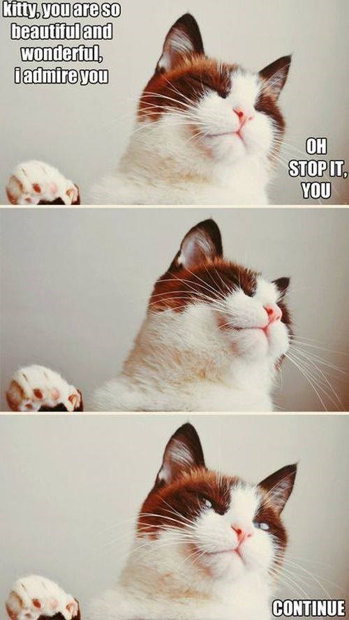 kitty, you are so beautiful and wonderful, i admire you OH STOP IT, YOU CONTINUE