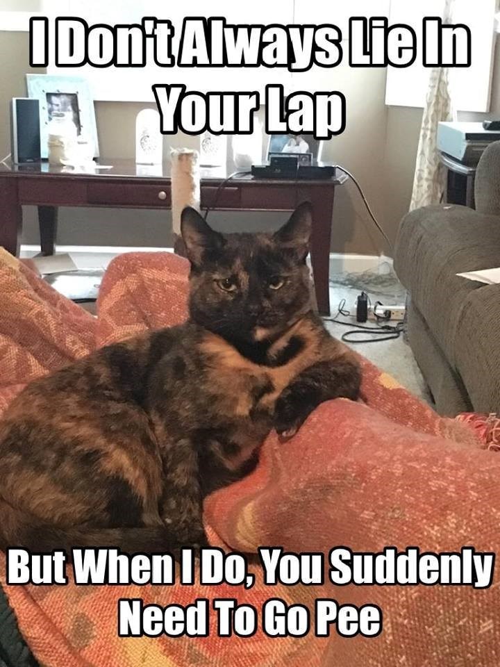 I Don't Always Lie In Your Lap But When I Do, You Suddenly Need To Go Pee