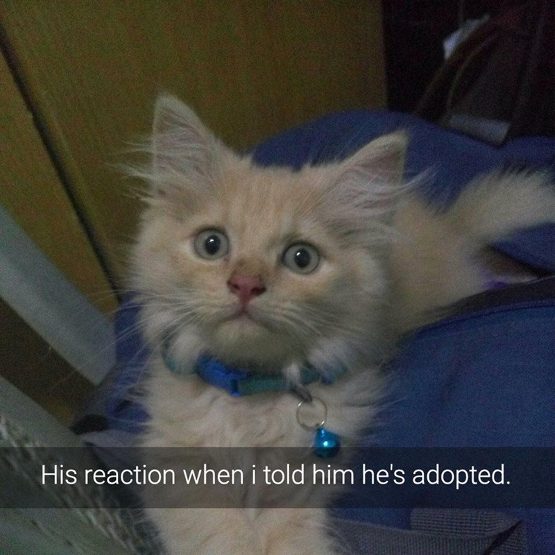 His reaction when i told him he's adopted.