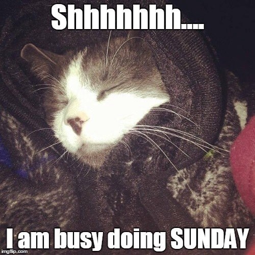 Shhhhhhh.... I am busy doing SUNDAY imgflip.com