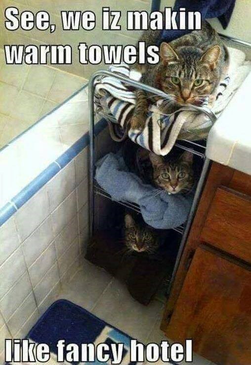 See, we iz makin warm towels like fancy hotel
