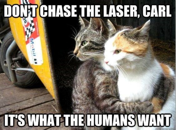 DON'T CHASE THE LASER, CARL Mobil quickmeme.com IT'S WHAT THE HUMANS WANT