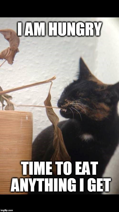 imgflip.com I AM HUNGRY TIME TO EAT ANYTHING I GET