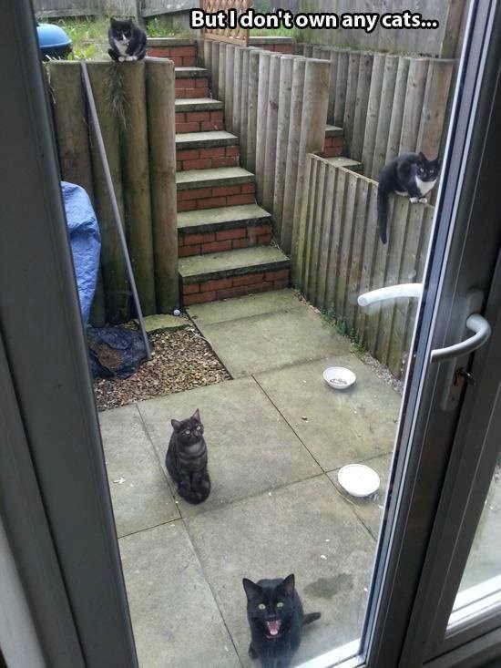 But I don't own any cats...