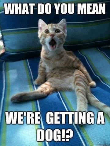 WHAT DO YOU MEAN WE'RE GETTING A DOG!?