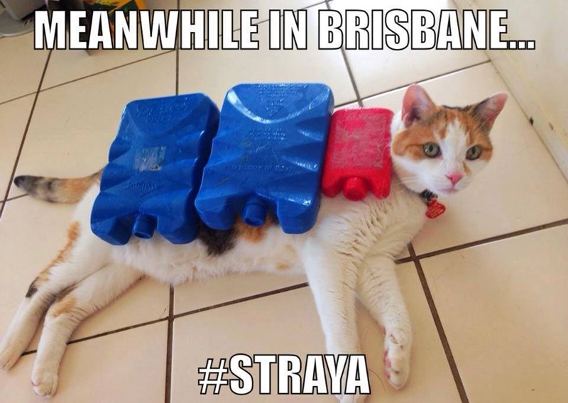MEANWHILE IN BRISBANE... #STRAYA