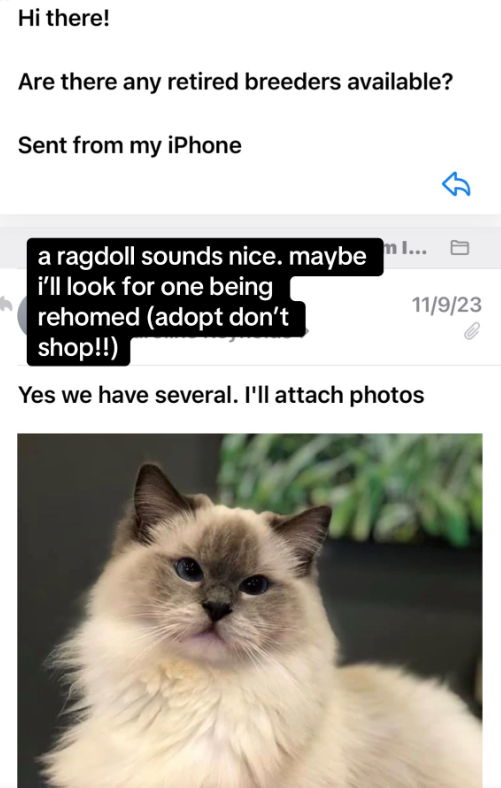 Hi there! Are there any retired breeders available? Sent from my iPhone 11/9/23 a ragdoll sounds nice. maybe i'll look for one being rehomed (adopt don't shop!!) I... Yes we have several. I'll attach photos