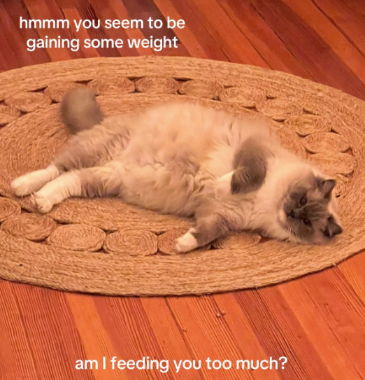 hmmm you seem to be gaining some weight am I feeding you too much?