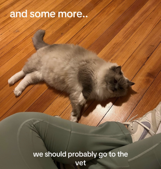 and some more.. we should probably go to the vet