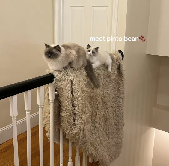meet pinto bean