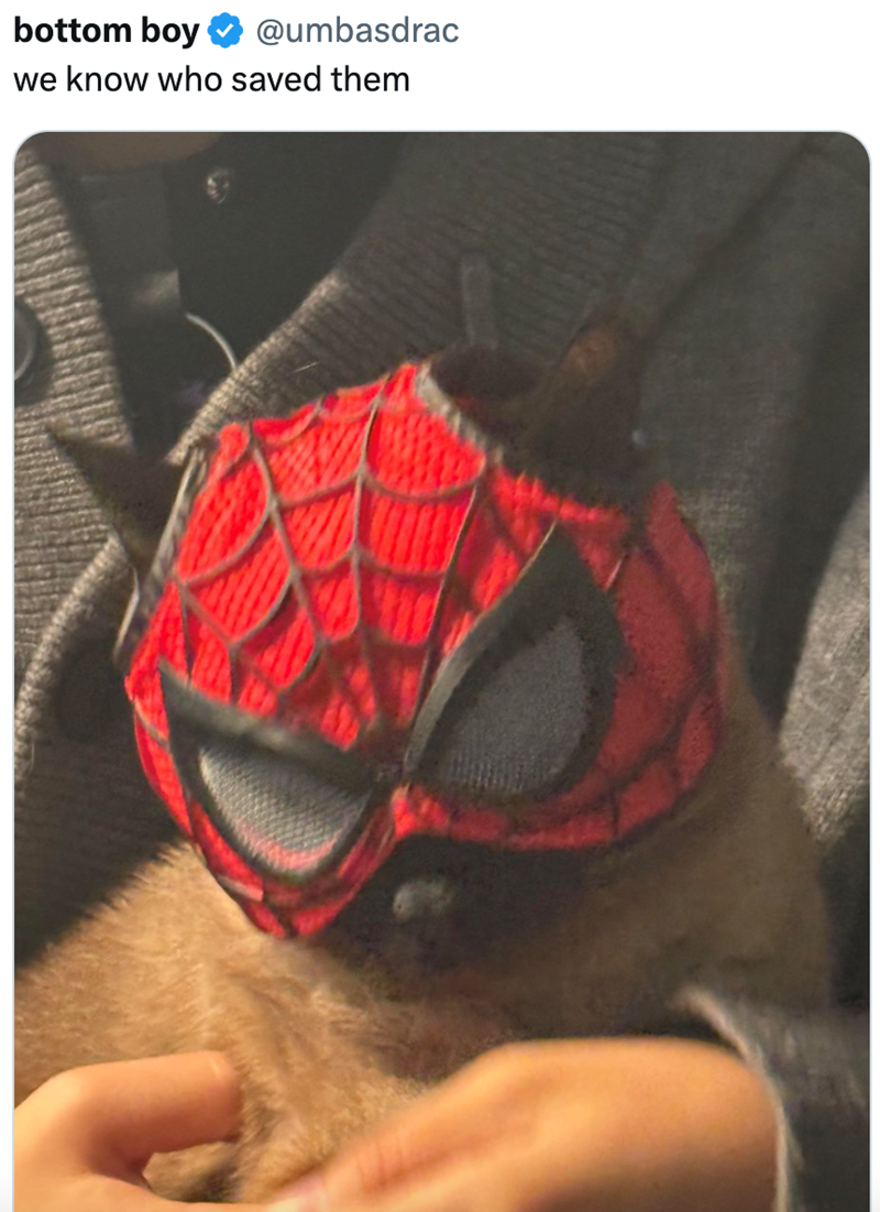 bottom boy @umbasdrac we know who saved them