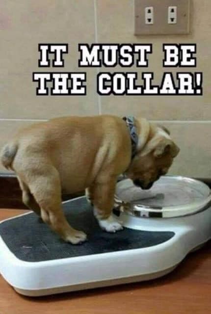 88 IT MUST BE COLLAR! THE