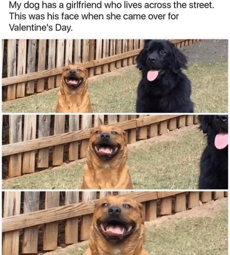 My dog has a girlfriend who lives across the street. This was his face when she came over for Valentine's Day.