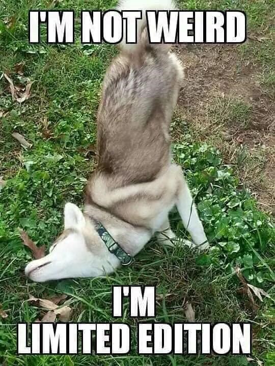 I'M NOT WEIRD I'M LIMITED EDITION