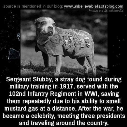 source is mentioned in our blog: www.unbelievablefactsblog.com Image credit: wikimedia Sergeant Stubby, a stray dog found during military training in 1917, served with the 102nd Infantry Regiment in WWI, saving them repeatedly due to his ability to smell mustard gas at a distance. After the war, he became a celebrity, meeting three presidents and traveling around the country.