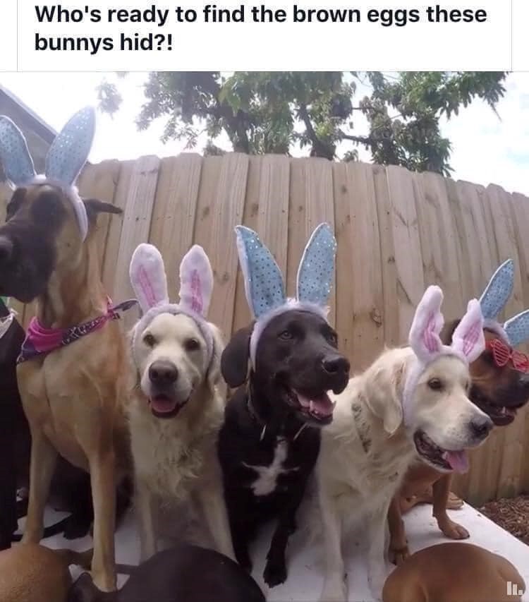 Who's ready to find the brown eggs these bunnys hid?!
