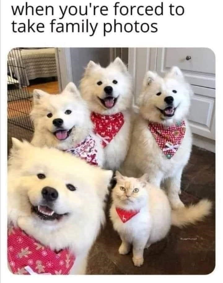 when you're forced to take family photos