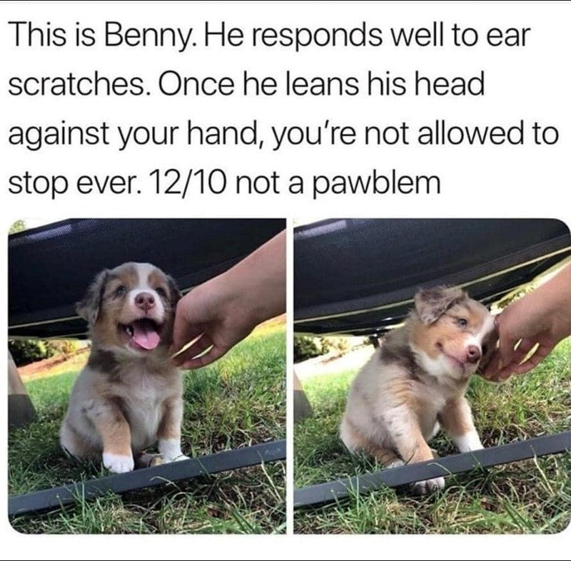 This is Benny. He responds well to ear scratches. Once he leans his head against your hand, you're not allowed to stop ever. 12/10 not a pawblem