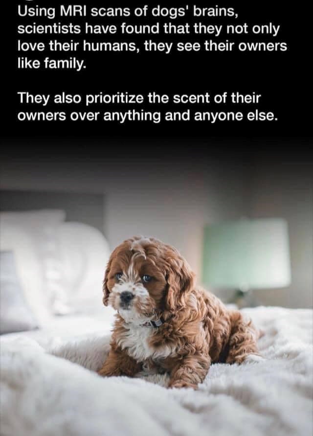 Using MRI scans of dogs' brains, scientists have found that they not only love their humans, they see their owners like family. They also prioritize the scent of their owners over anything and anyone else.