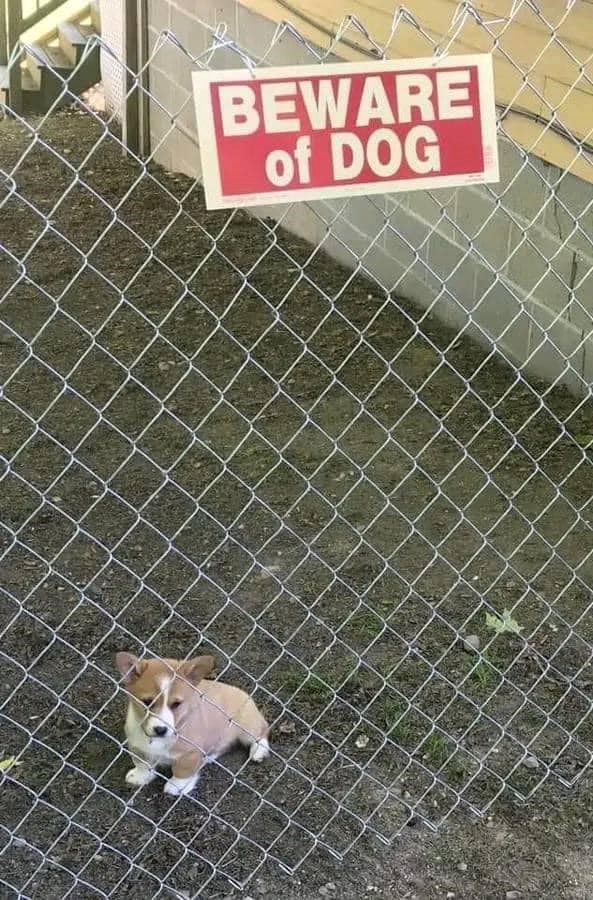 BEWARE of DOG