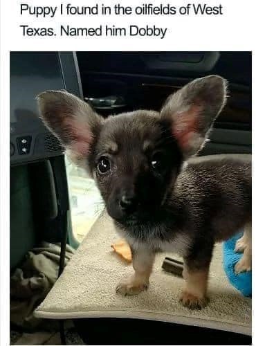 Puppy I found in the oilfields of West Texas. Named him Dobby