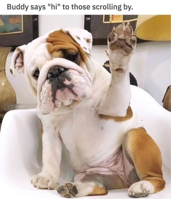 Buddy says "hi" to those scrolling by.