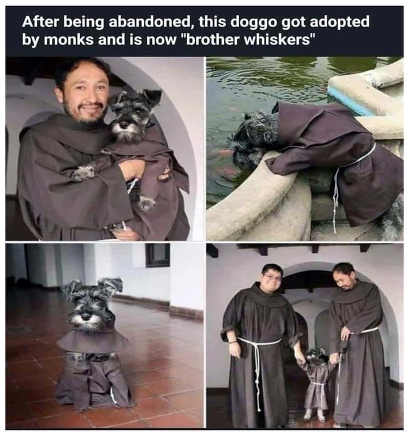 After being abandoned, this doggo got adopted by monks and is now "brother whiskers"