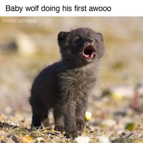 Baby wolf doing his first awooo @NORDIC SISTERHOOD