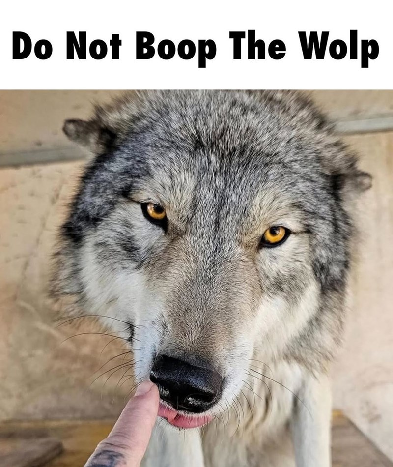 Do Not Boop The Wolp