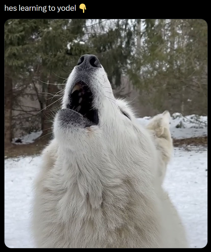 hes learning to yodel