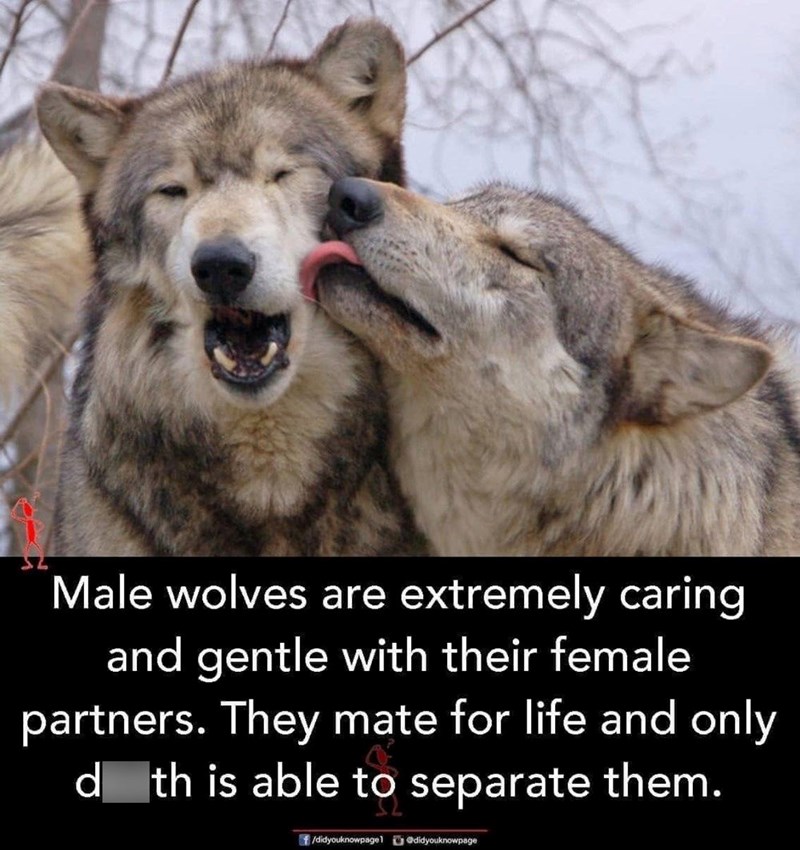 Male wolves are extremely caring and gentle with their female partners. They mate for life and only dth is able to separate them. /didyouknowpagel didyouknowpage