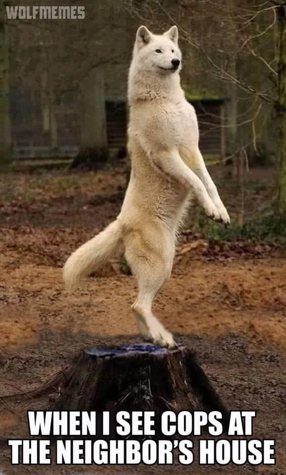 WOLFMEMES WHEN I SEE COPS AT THE NEIGHBOR'S HOUSE